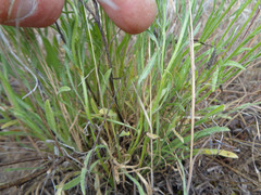 Erigeron concinnus concinnus