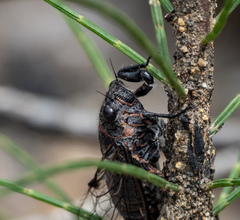 Atrapsalta encaustica