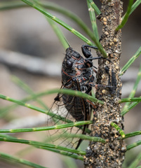 Atrapsalta encaustica