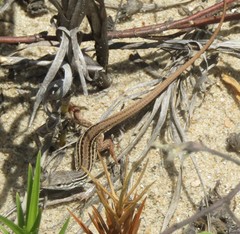 Ameivula ocellifera