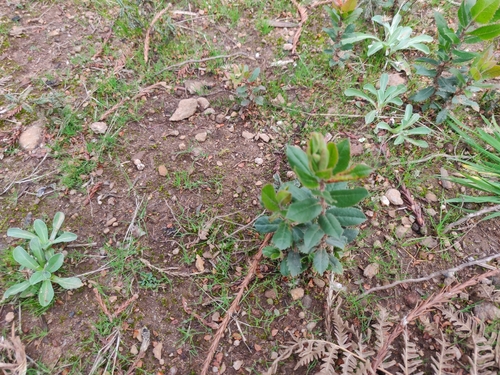 Santa Cruz Manzanita seedling