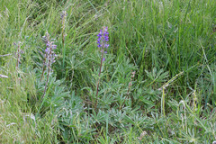 Lupinus prunophilus