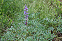 Lupinus prunophilus