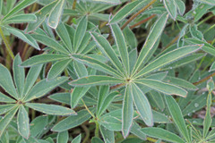 Lupinus prunophilus