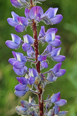 Lupinus prunophilus