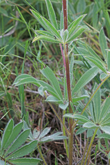 Lupinus prunophilus