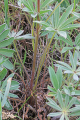 Lupinus prunophilus