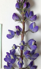 Lupinus prunophilus
