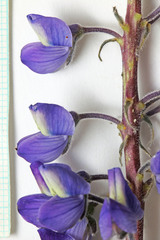 Lupinus prunophilus
