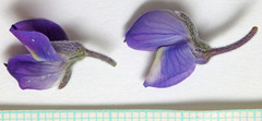 Lupinus prunophilus