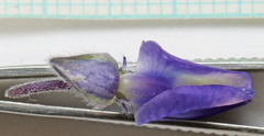 Lupinus prunophilus