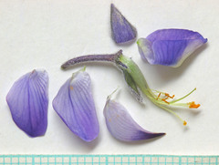 Lupinus prunophilus