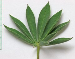 Lupinus prunophilus