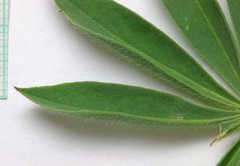 Lupinus prunophilus