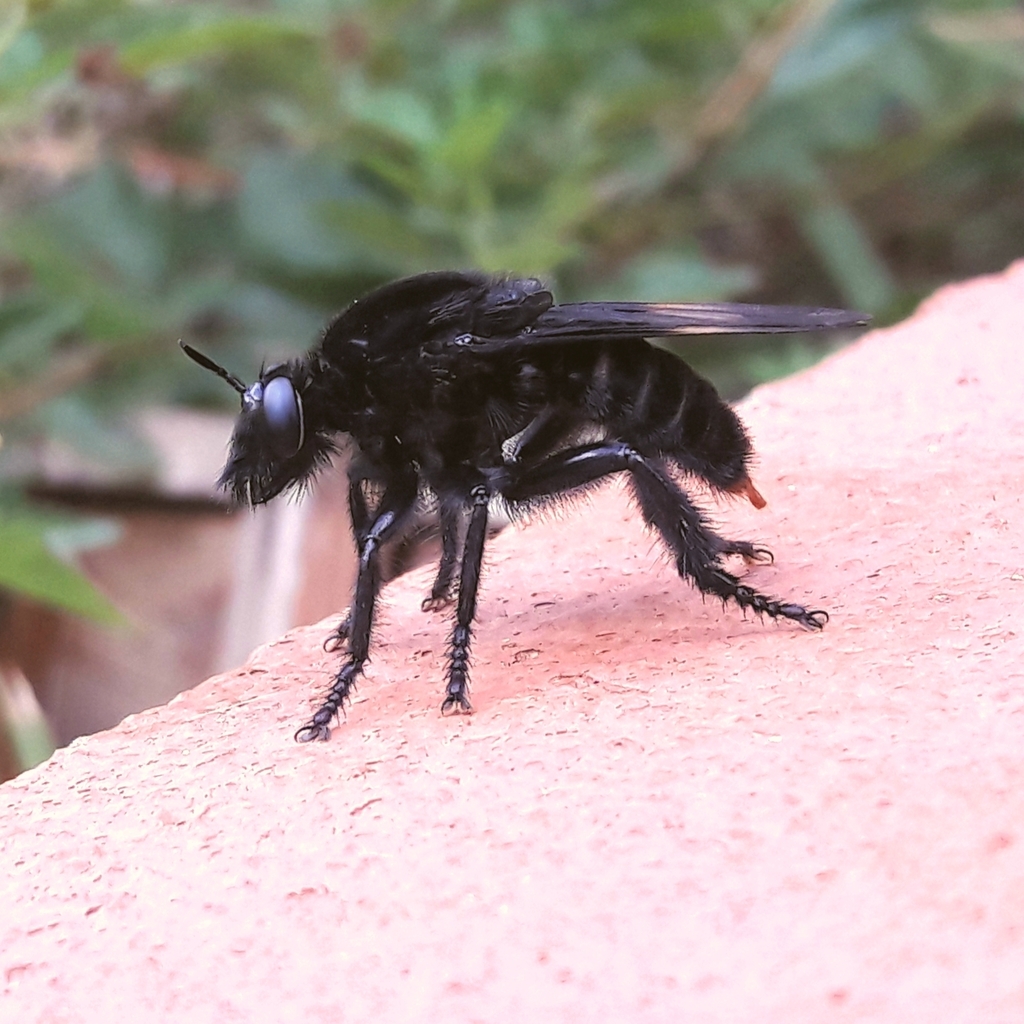 Dasyllis erythrura
