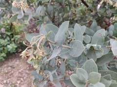 Arctostaphylos glutinosa