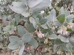 Arctostaphylos glutinosa