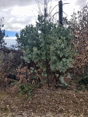 Arctostaphylos glutinosa
