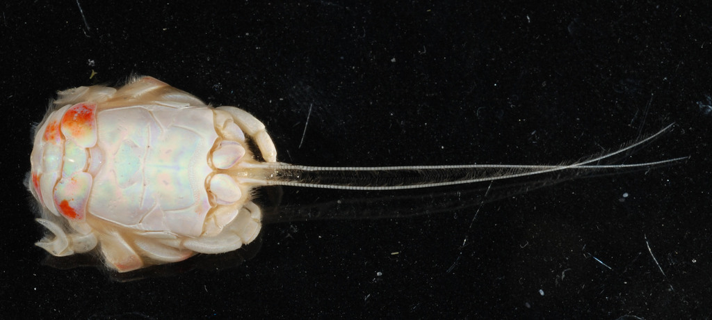 Lepidopa websteri