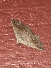 Prochoerodes forficaria