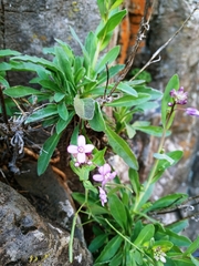 Boechera breweri shastaensis