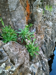 Boechera breweri shastaensis