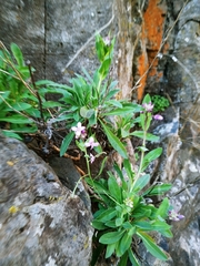 Boechera breweri shastaensis