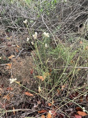 Alternanthera echinocephala