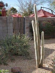 Cleistocactus strausii