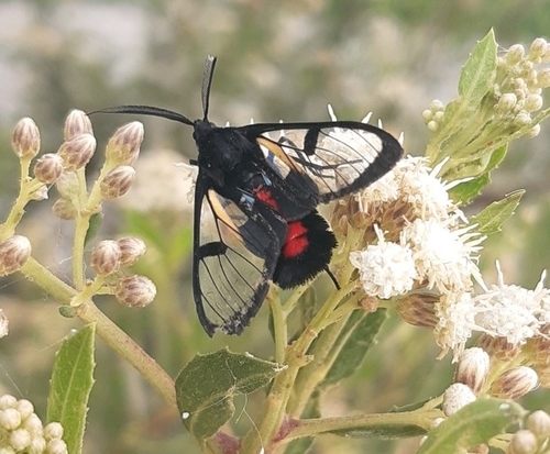 Dinia subapicalis