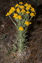 Hymenoxys subintegra