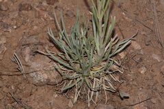 Hymenoxys subintegra