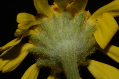 Hymenoxys subintegra