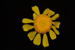 Hymenoxys subintegra