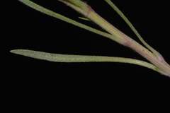 Hymenoxys subintegra