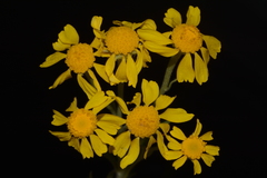 Hymenoxys subintegra