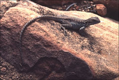 Ctenophorus modestus