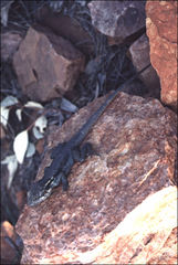 Ctenophorus modestus