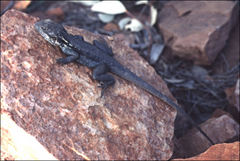 Ctenophorus modestus