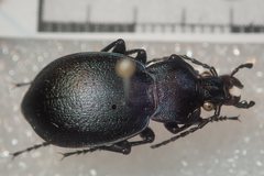 Carabus convexus gracilior