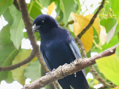 Molothrus bonariensis