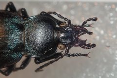 Carabus convexus gracilior