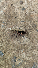 Zelurus circumcinctus