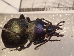 Carabus convexus gracilior