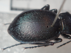 Carabus convexus gracilior