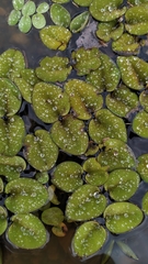 Salvinia auriculata
