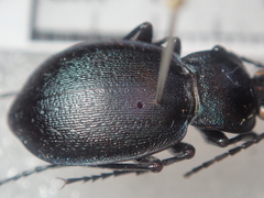 Carabus convexus gracilior
