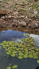 Salvinia auriculata