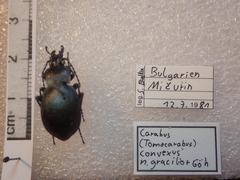 Carabus convexus gracilior