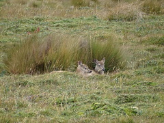 Odocoileus virginianus ustus